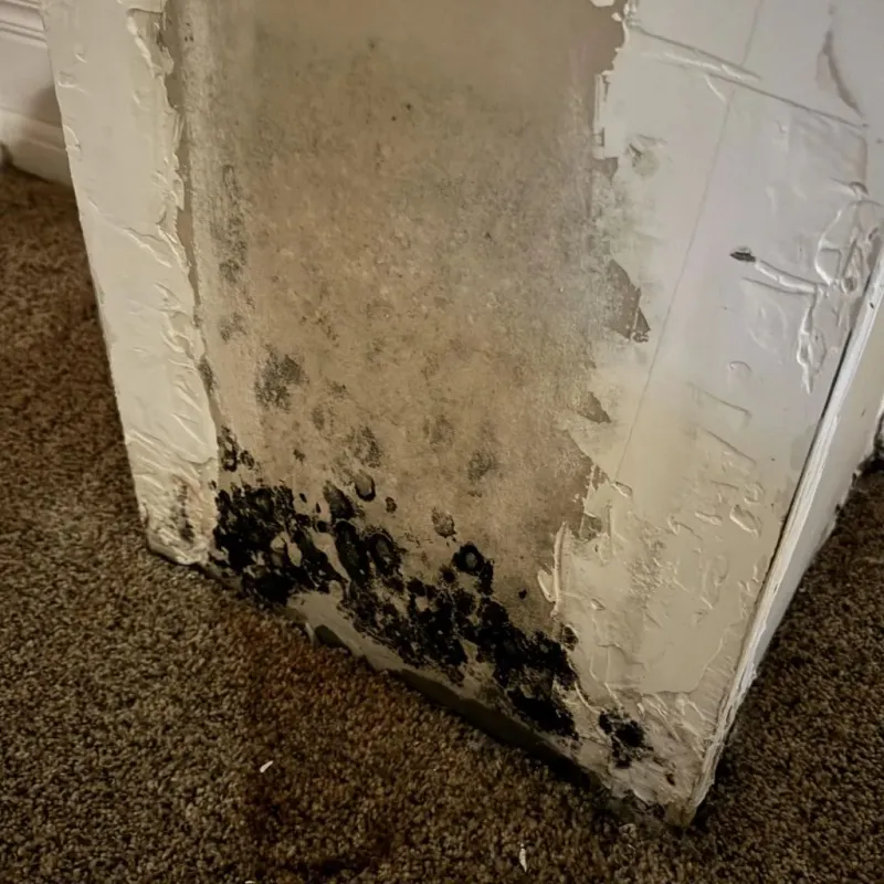Professional Mold Removal in Hampshire, IL